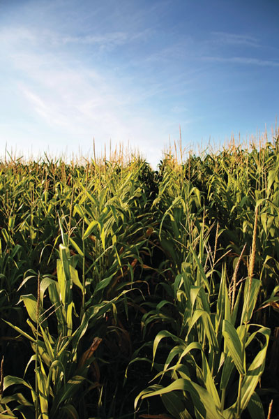 Tasseled Corn